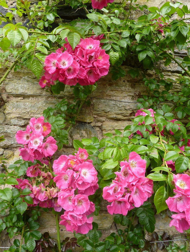 Roses