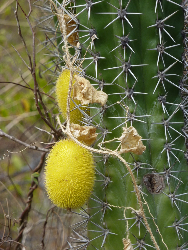 Cactus