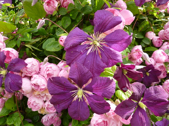 Clematis