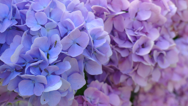 Hydrangea