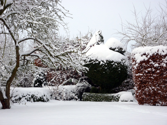 Die Buchsbaumhenne in Winter