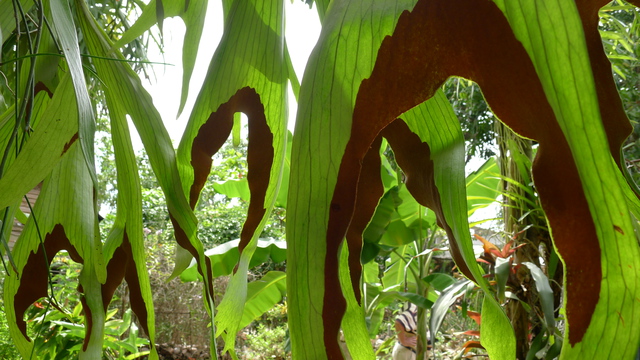 Platycerium grande
