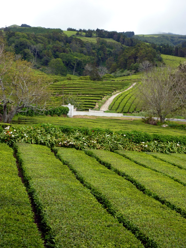 Teeplantage