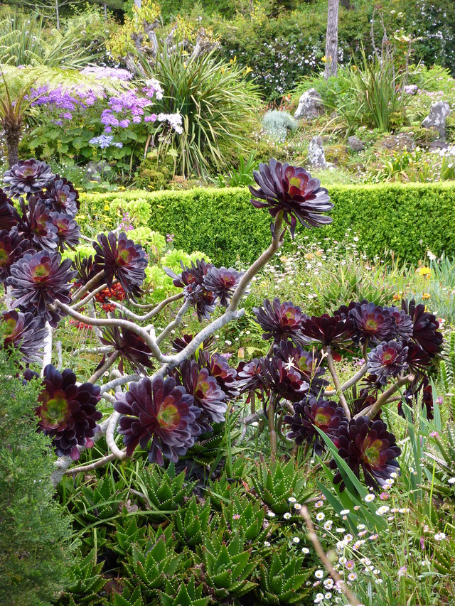 Blandy’s Garden
