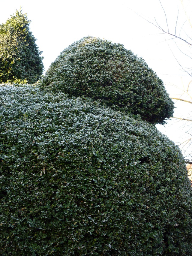 Die Buchsbaumhenne