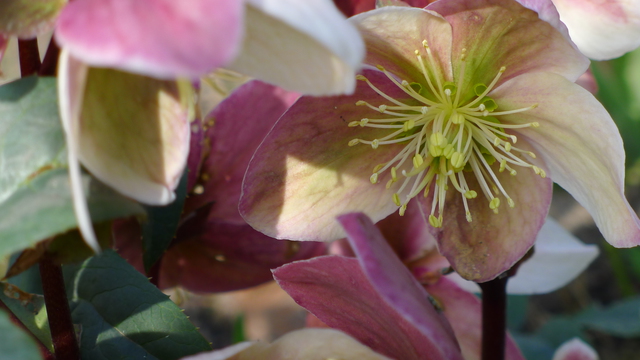 Helleborus