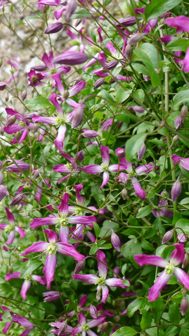 Clematis