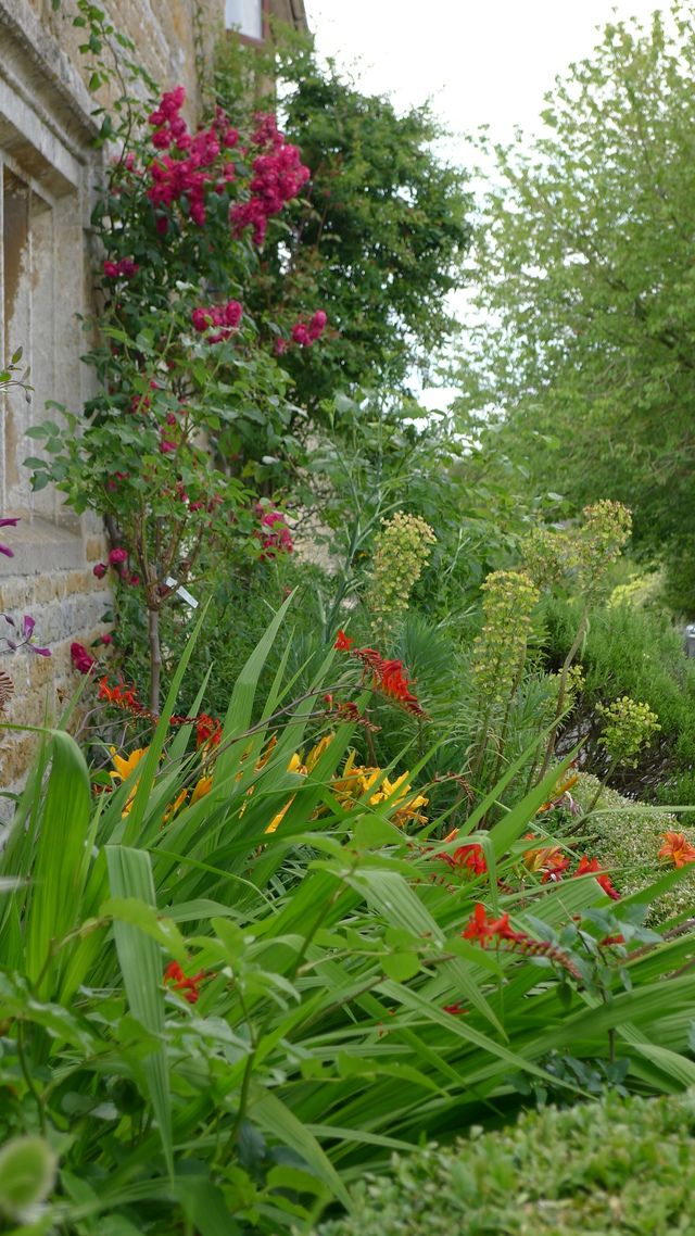 Crocosmia